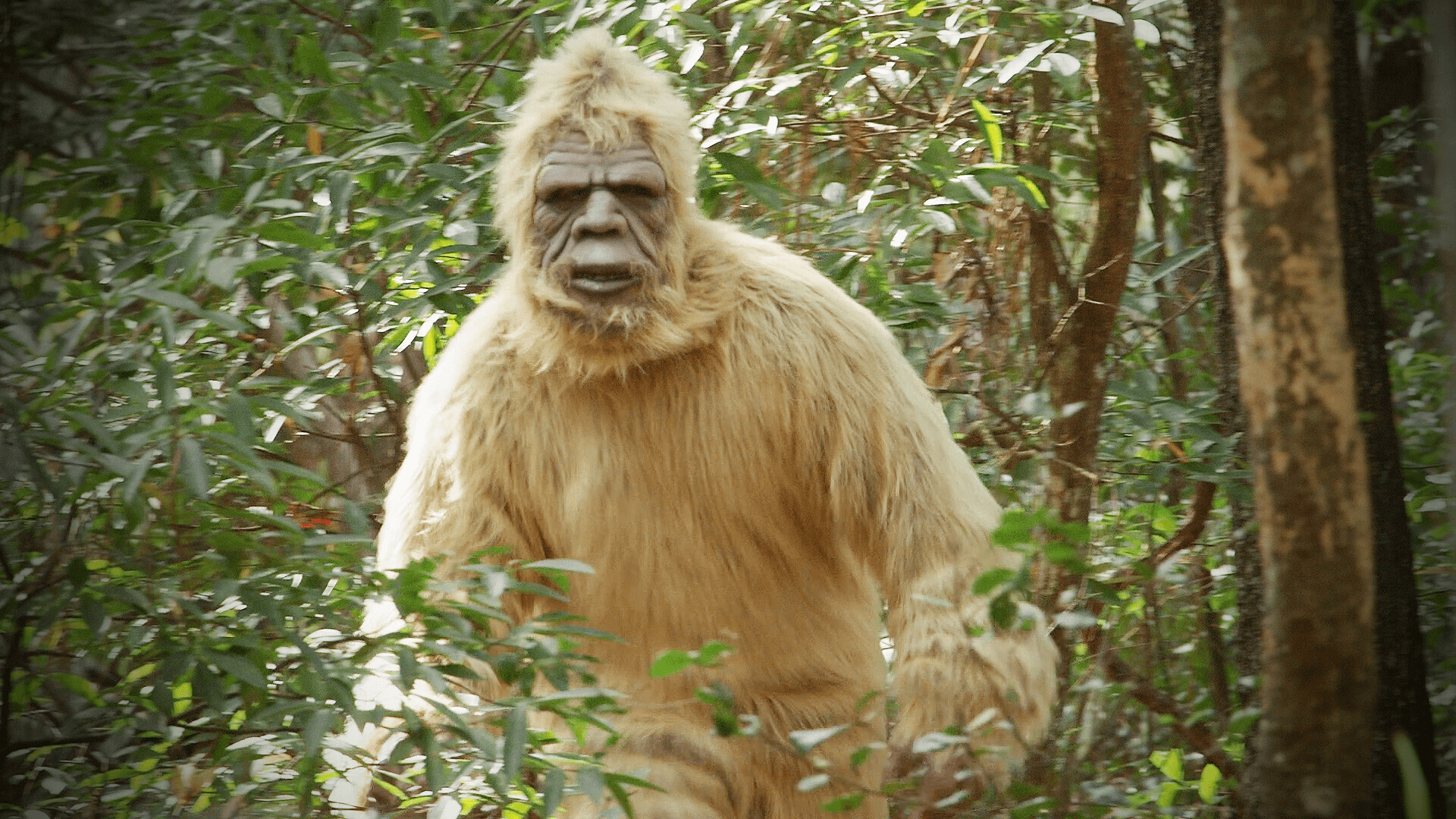 Le yéti, mythe ou réalité ? Tout Savoir